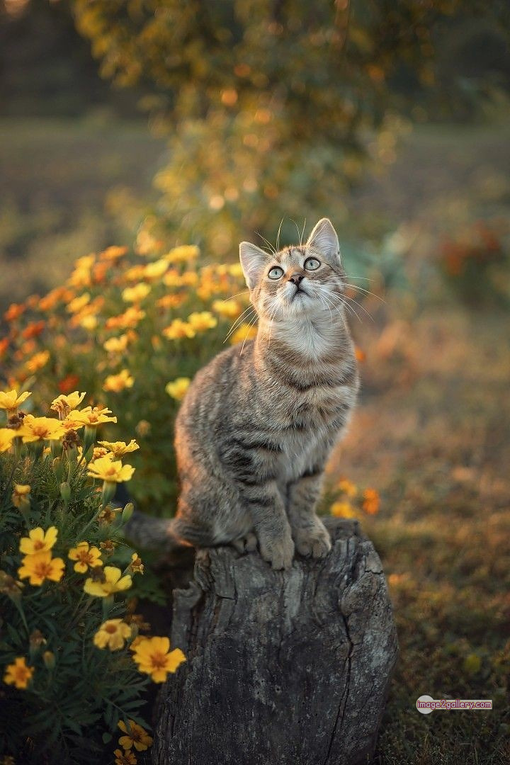 800+ Cute Cate Photos Download | Beautiful Cute Cat Images | 618 cute cute cat photos -(24)