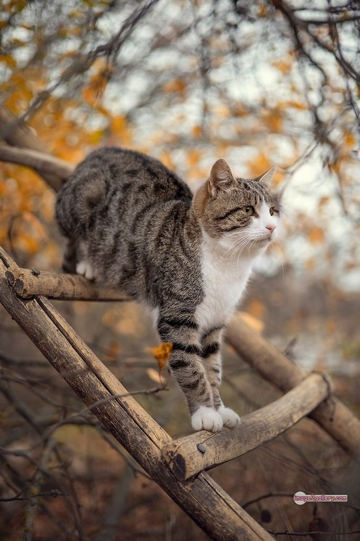 800+ Cute Cate Photos Download | Beautiful Cute Cat Images | 617 cute cute cat photos -(25)