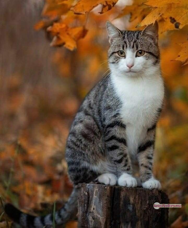 800+ Cute Cate Photos Download | Beautiful Cute Cat Images | 614 cute cute cat photos -(26)
