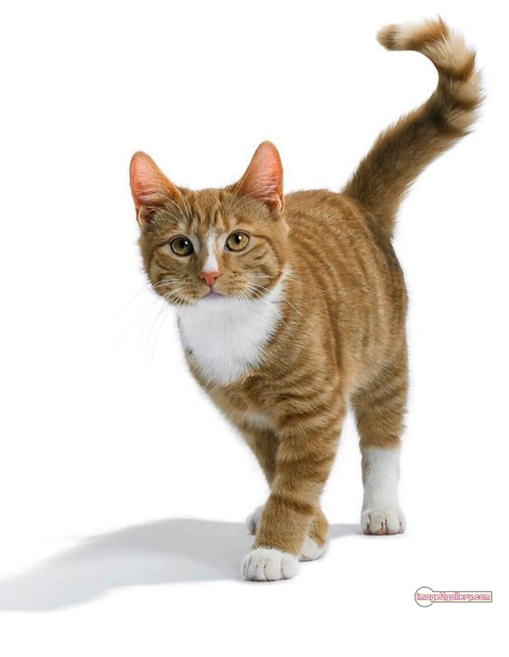 800+ Cute Cate Photos Download | Beautiful Cute Cat Images | 595 cute cute cat photos -(3)