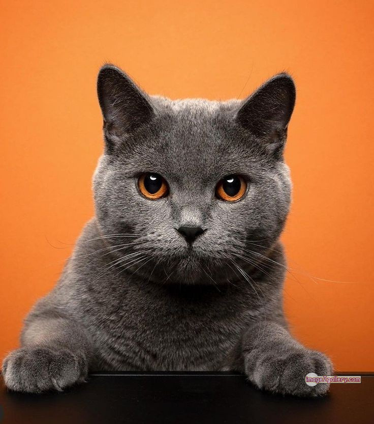800+ Cute Cate Photos Download | Beautiful Cute Cat Images | 592 cute cute cat photos -(4)