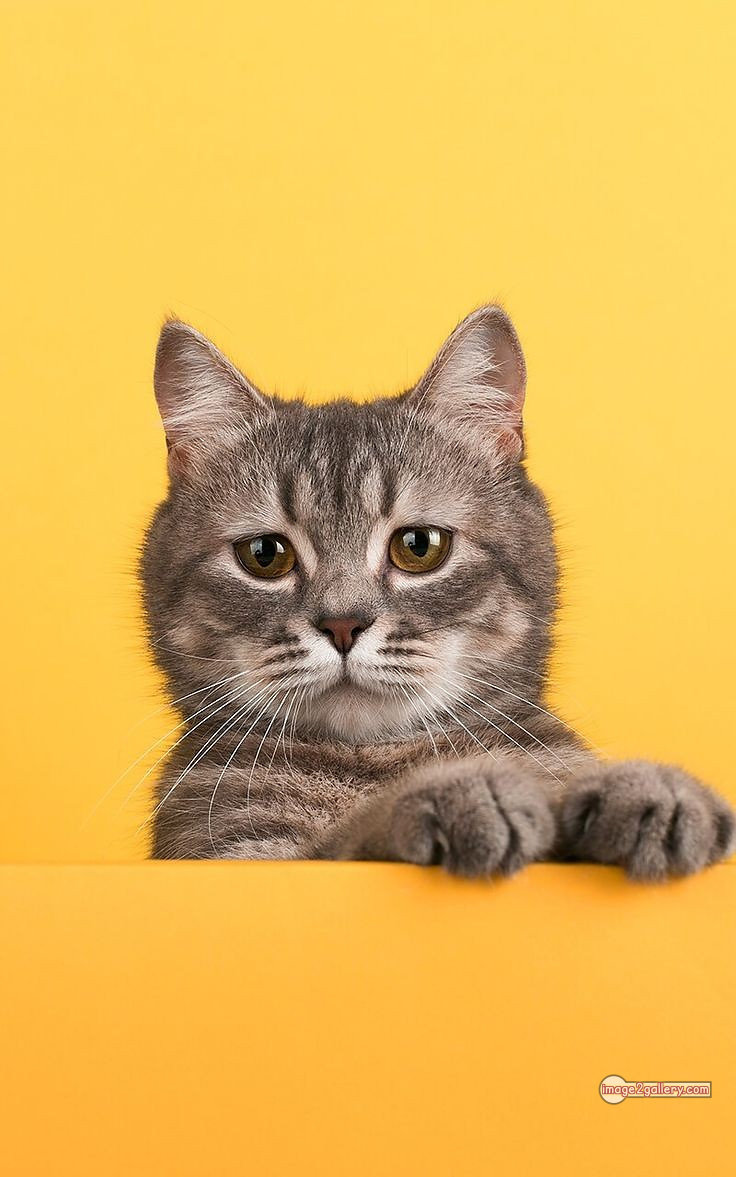 800+ Cute Cate Photos Download | Beautiful Cute Cat Images | 605 cute cute cat photos -(5)