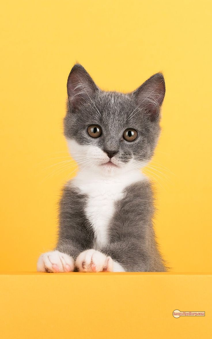 800+ Cute Cate Photos Download | Beautiful Cute Cat Images | 602 cute cute cat photos -(6)
