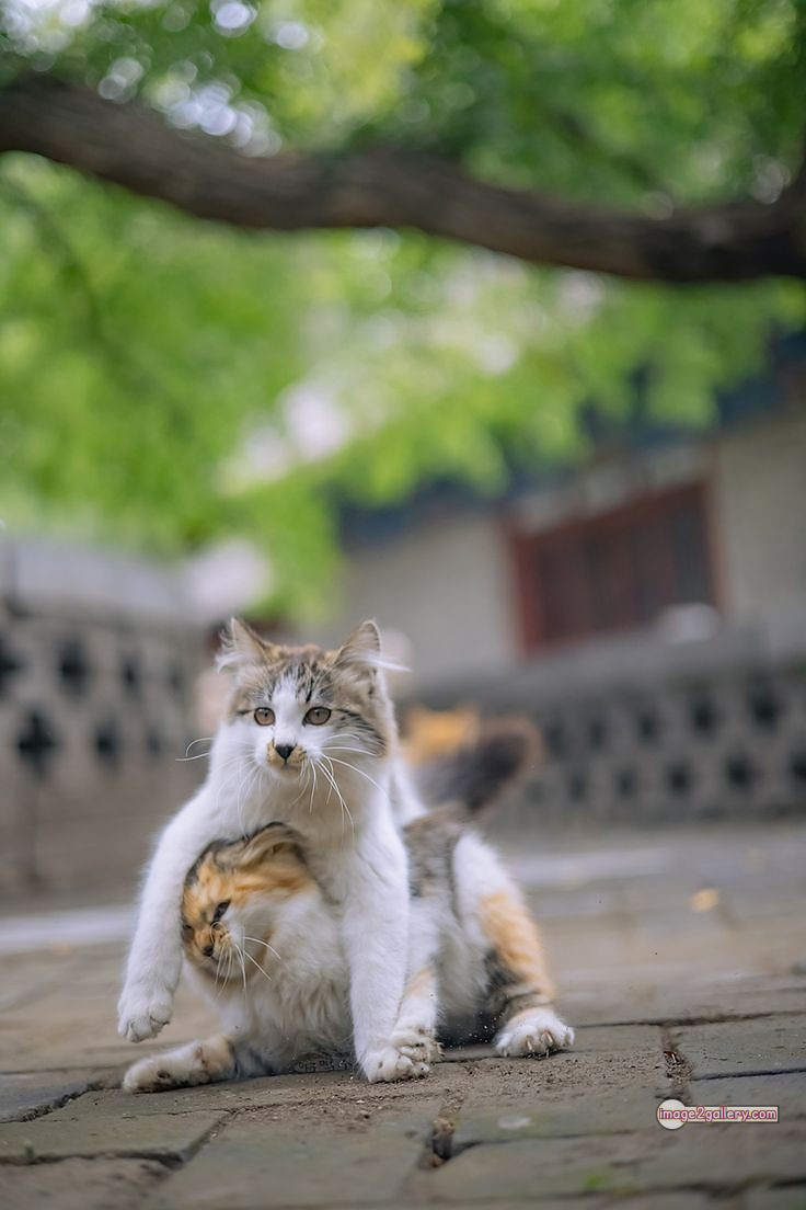 800+ Cute Cate Photos Download | Beautiful Cute Cat Images | 603 cute cute cat photos -(7)