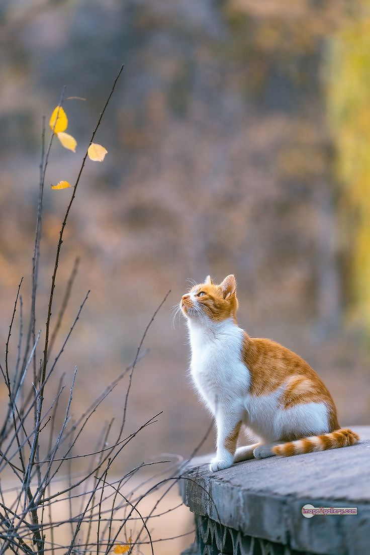 800+ Cute Cate Photos Download | Beautiful Cute Cat Images | 600 cute cute cat photos -(8)