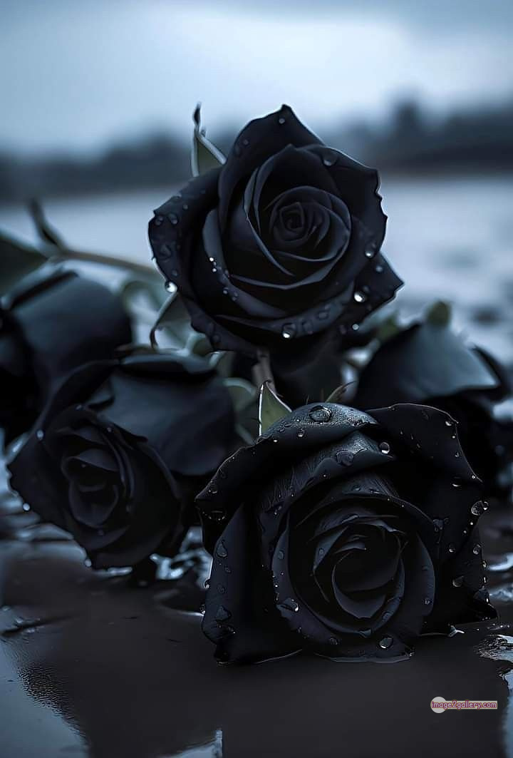 3300+ Beautiful Rose Flowers Image | Rose Flower HD Pic Download | 1422 dark rose flowers -(1)