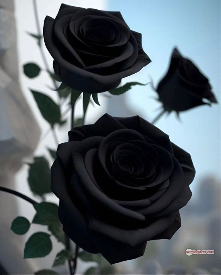 3300+ Beautiful Rose Flowers Image | Rose Flower HD Pic Download | 2100 dark rose flowers -(10)
