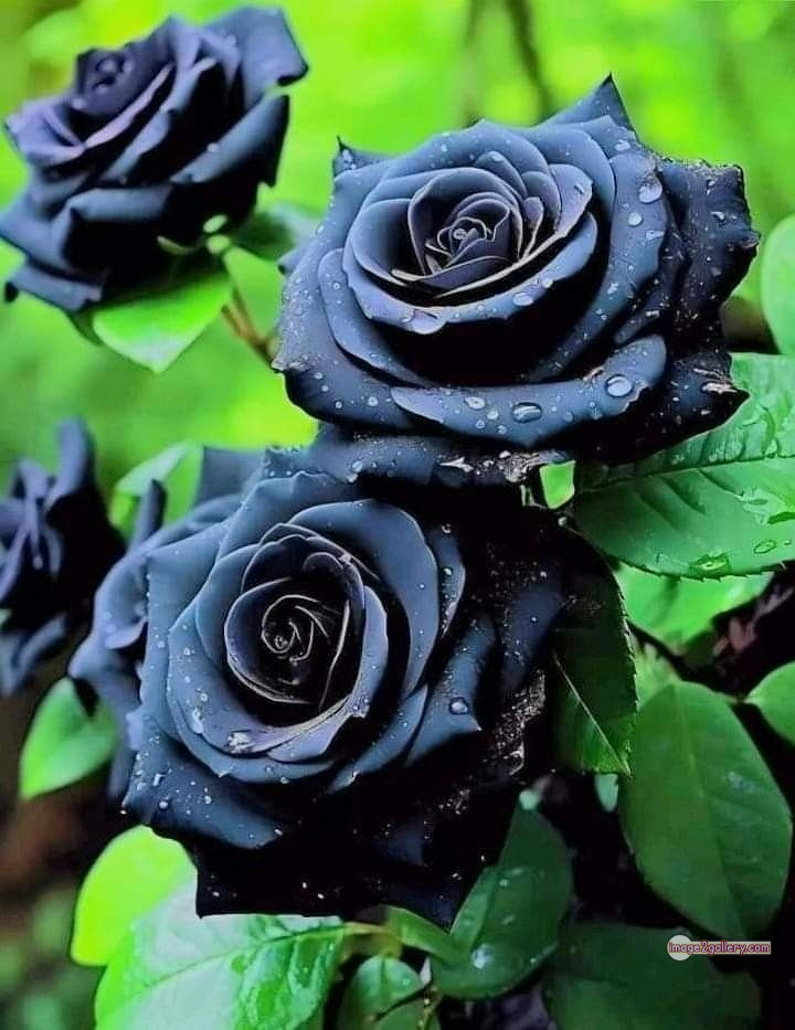3300+ Beautiful Rose Flowers Image | Rose Flower HD Pic Download | 625 dark rose flowers -(2)