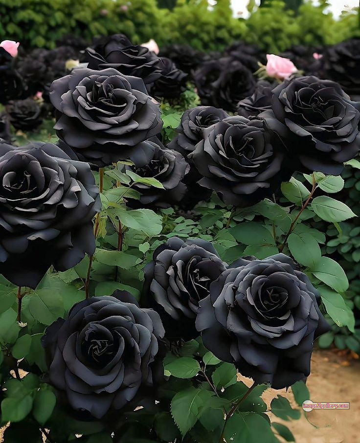 3300+ Beautiful Rose Flowers Image | Rose Flower HD Pic Download | 1494 dark rose flowers -(4)