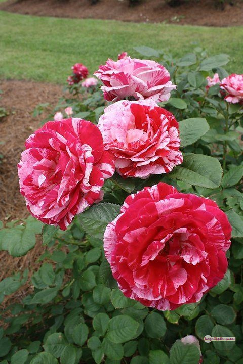 3300+ Beautiful Rose Flowers Image | Rose Flower HD Pic Download | 284 desert rose -