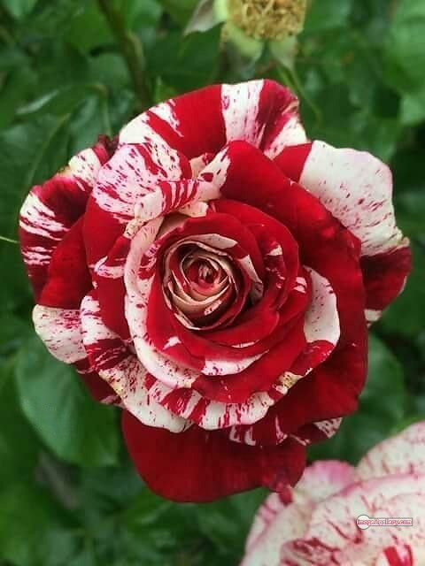 3300+ Beautiful Rose Flowers Image | Rose Flower HD Pic Download | 521 desert rose -(1)