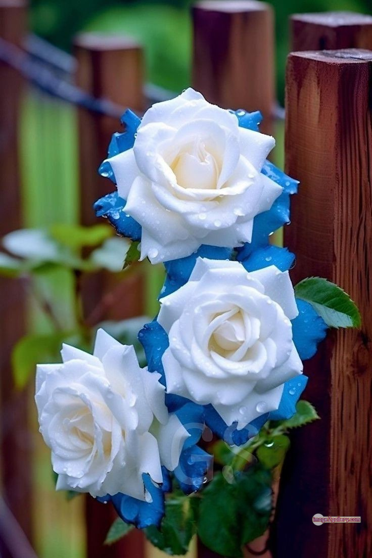 3300+ Beautiful Rose Flowers Image | Rose Flower HD Pic Download | 1626 desert rose -(14)