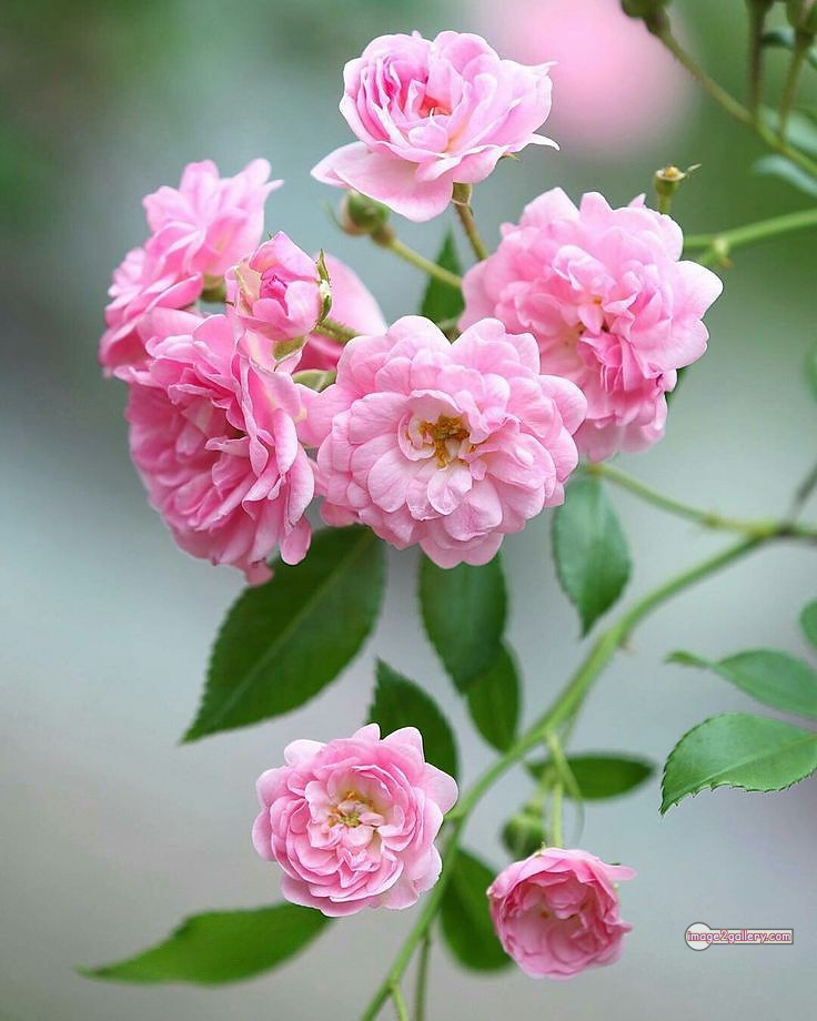3300+ Beautiful Rose Flowers Image | Rose Flower HD Pic Download | 280 desert rose -(15)