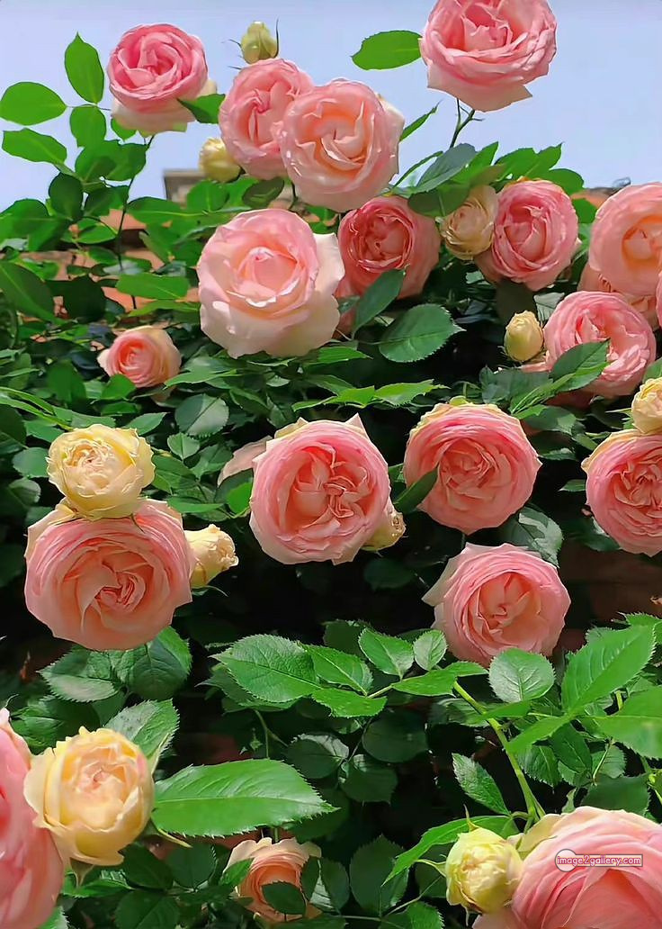 3300+ Beautiful Rose Flowers Image | Rose Flower HD Pic Download | 1381 desert rose -(16)
