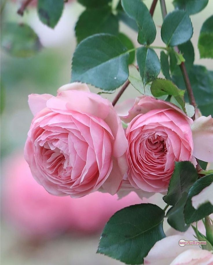 3300+ Beautiful Rose Flowers Image | Rose Flower HD Pic Download | 3117 desert rose -(17)
