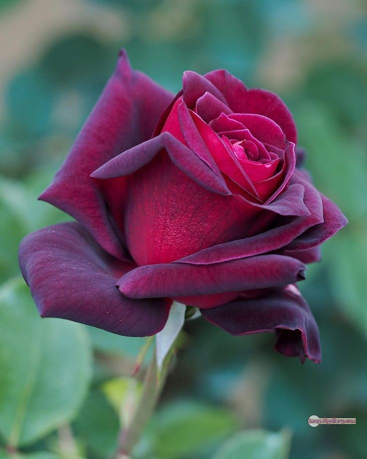 3300+ Beautiful Rose Flowers Image | Rose Flower HD Pic Download | 3118 desert rose -(18)