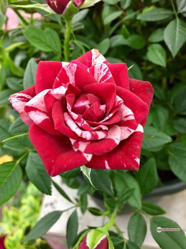 3300+ Beautiful Rose Flowers Image | Rose Flower HD Pic Download | 3108 desert rose -(2)