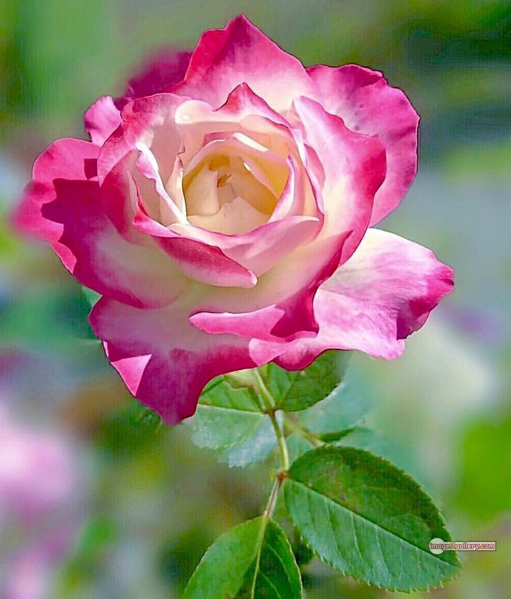 3300+ Beautiful Rose Flowers Image | Rose Flower HD Pic Download | 126 desert rose -(20)
