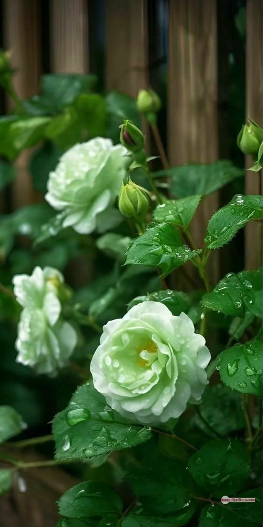 3300+ Beautiful Rose Flowers Image | Rose Flower HD Pic Download | 278 desert rose -(25)