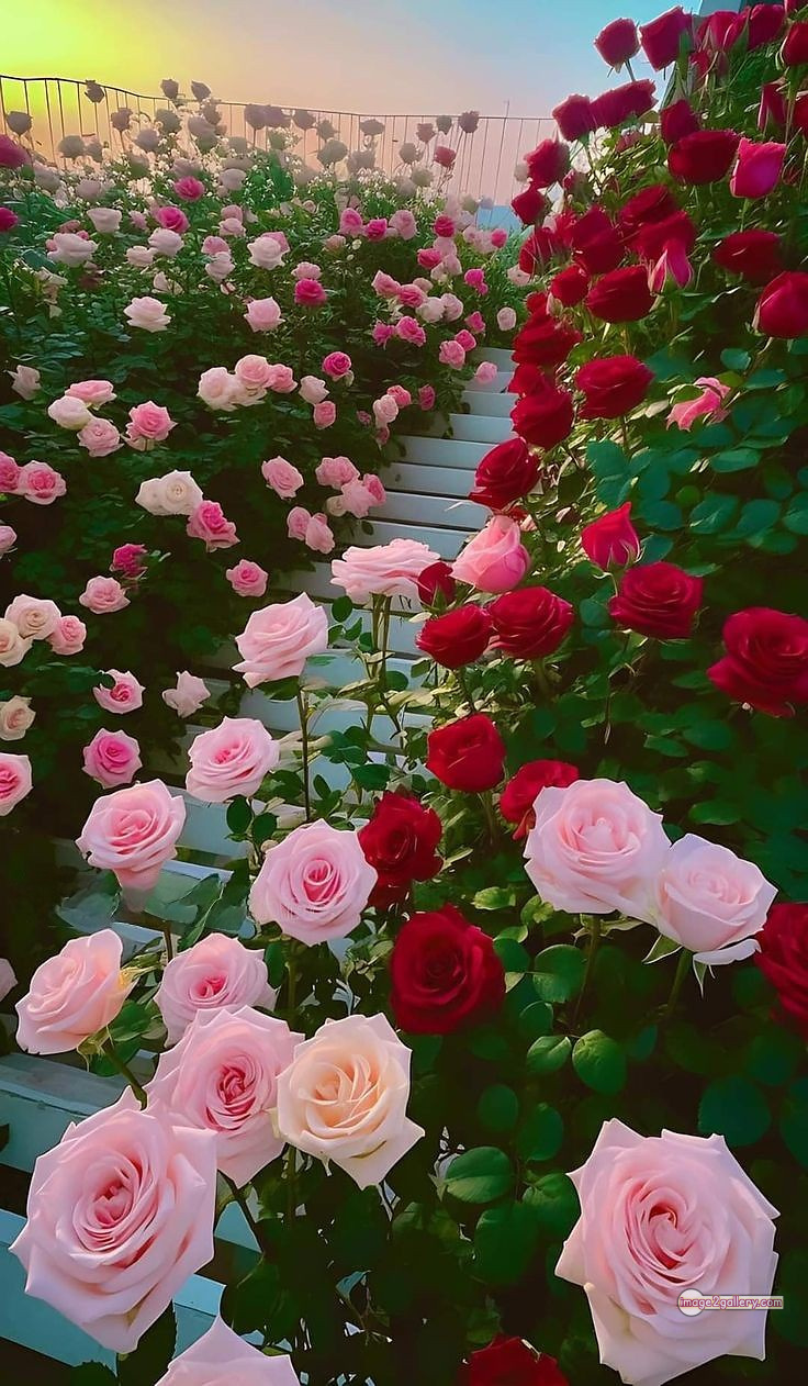 3300+ Beautiful Rose Flowers Image | Rose Flower HD Pic Download | 3119 desert rose -(27)