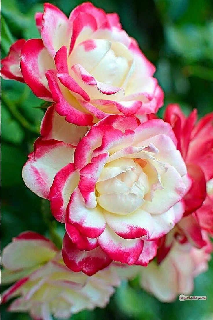 3300+ Beautiful Rose Flowers Image | Rose Flower HD Pic Download | 520 desert rose -(3)