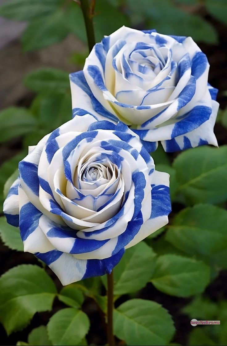 3300+ Beautiful Rose Flowers Image | Rose Flower HD Pic Download | 41 desert rose -(33)