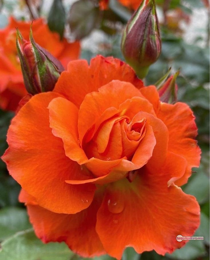 3300+ Beautiful Rose Flowers Image | Rose Flower HD Pic Download | 3120 desert rose -(35)