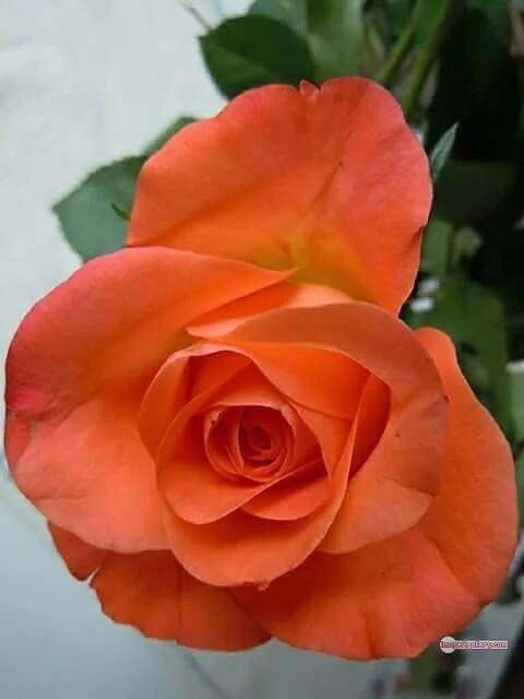 3300+ Beautiful Rose Flowers Image | Rose Flower HD Pic Download | 3123 desert rose -(36)