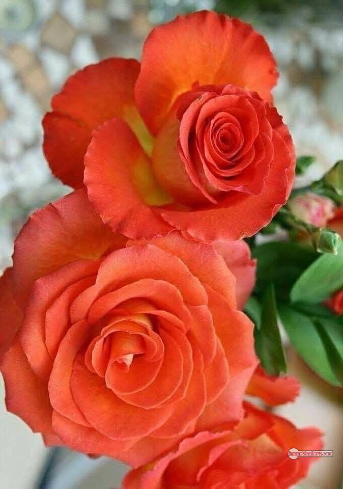 3300+ Beautiful Rose Flowers Image | Rose Flower HD Pic Download | 3125 desert rose -(37)