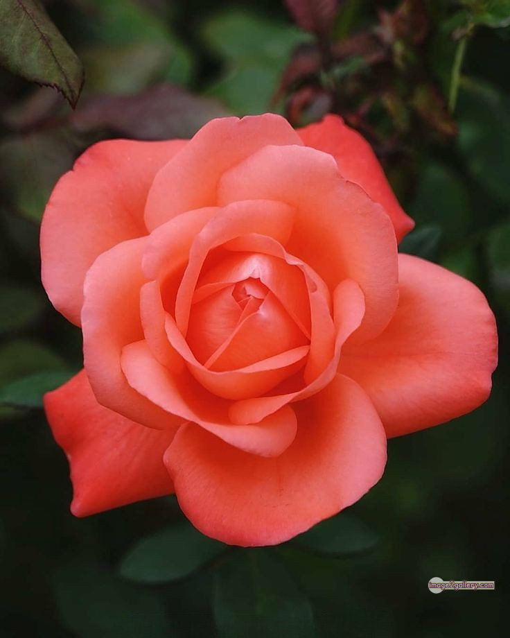 3300+ Beautiful Rose Flowers Image | Rose Flower HD Pic Download | 3112 desert rose -(39)