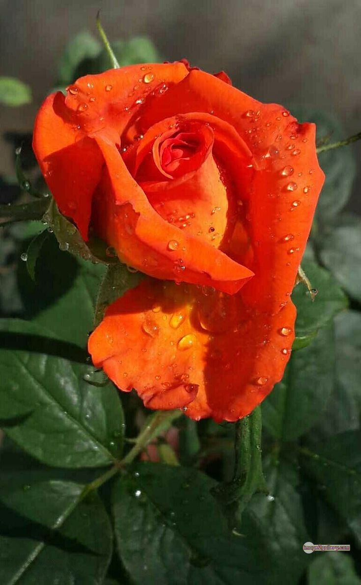 3300+ Beautiful Rose Flowers Image | Rose Flower HD Pic Download | 3111 desert rose -(40)