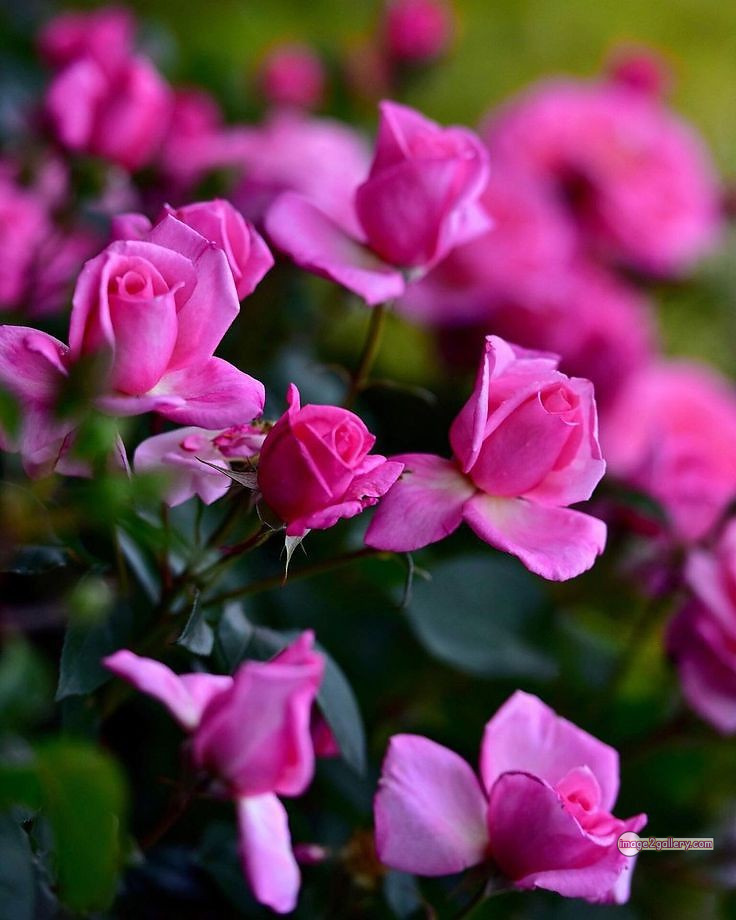 3300+ Beautiful Rose Flowers Image | Rose Flower HD Pic Download | 3129 desert rose -(43)