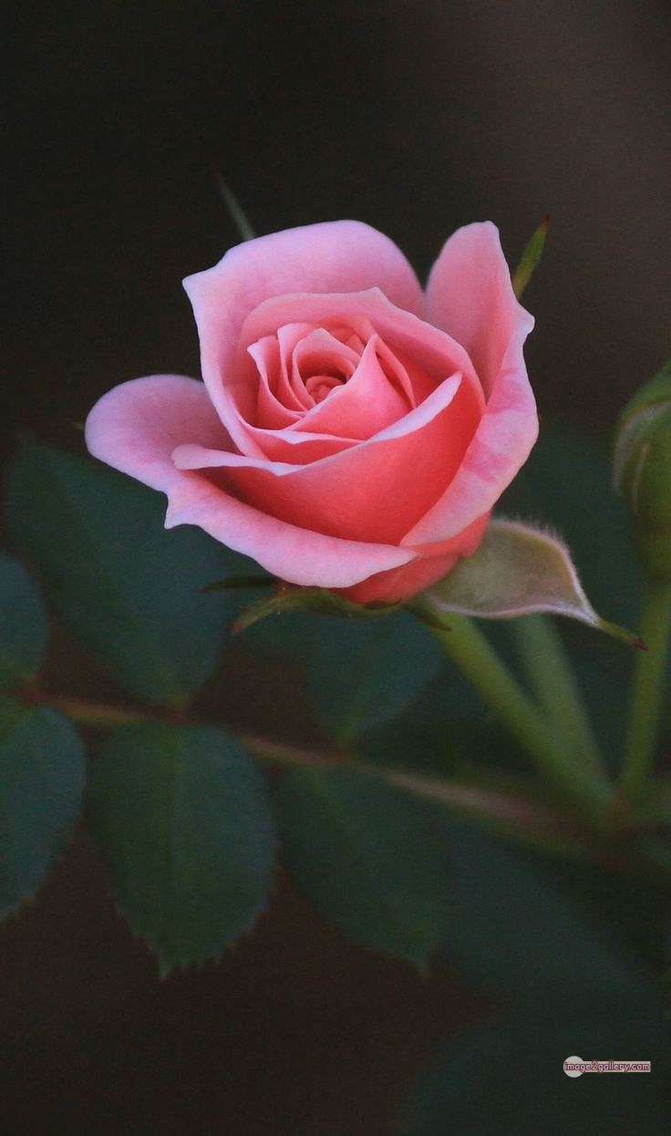 3300+ Beautiful Rose Flowers Image | Rose Flower HD Pic Download | 3126 desert rose -(44)