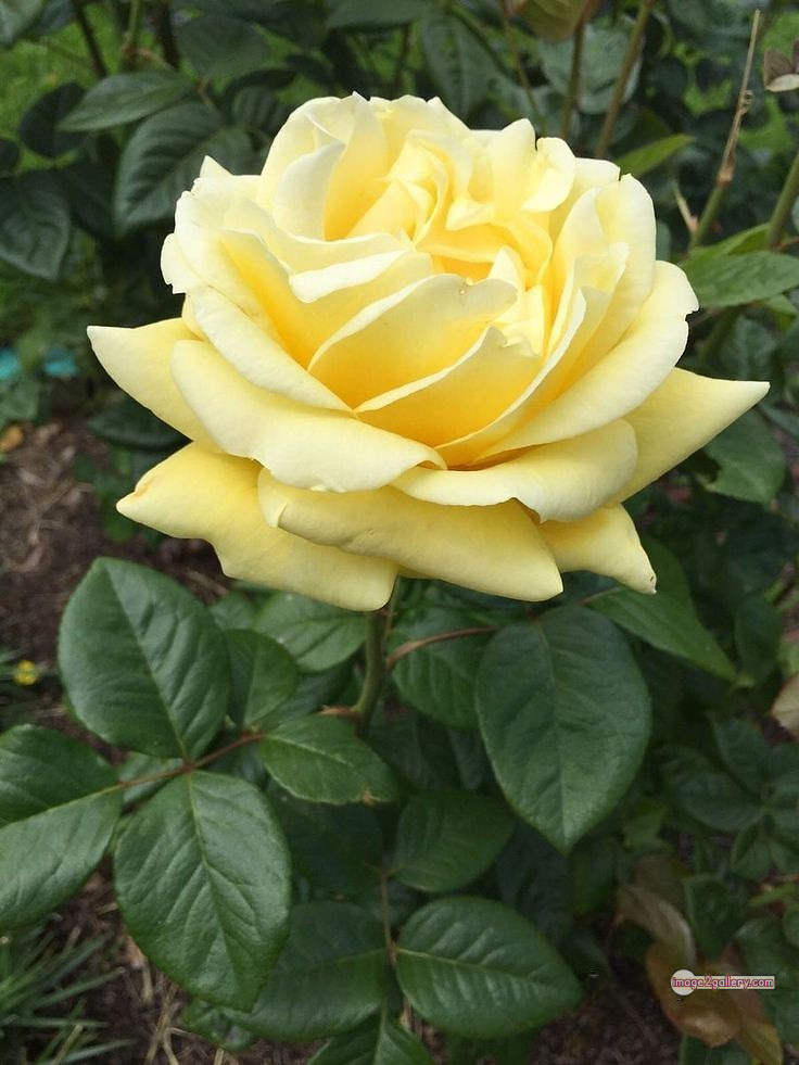 3300+ Beautiful Rose Flowers Image | Rose Flower HD Pic Download | 454 desert rose -(45)