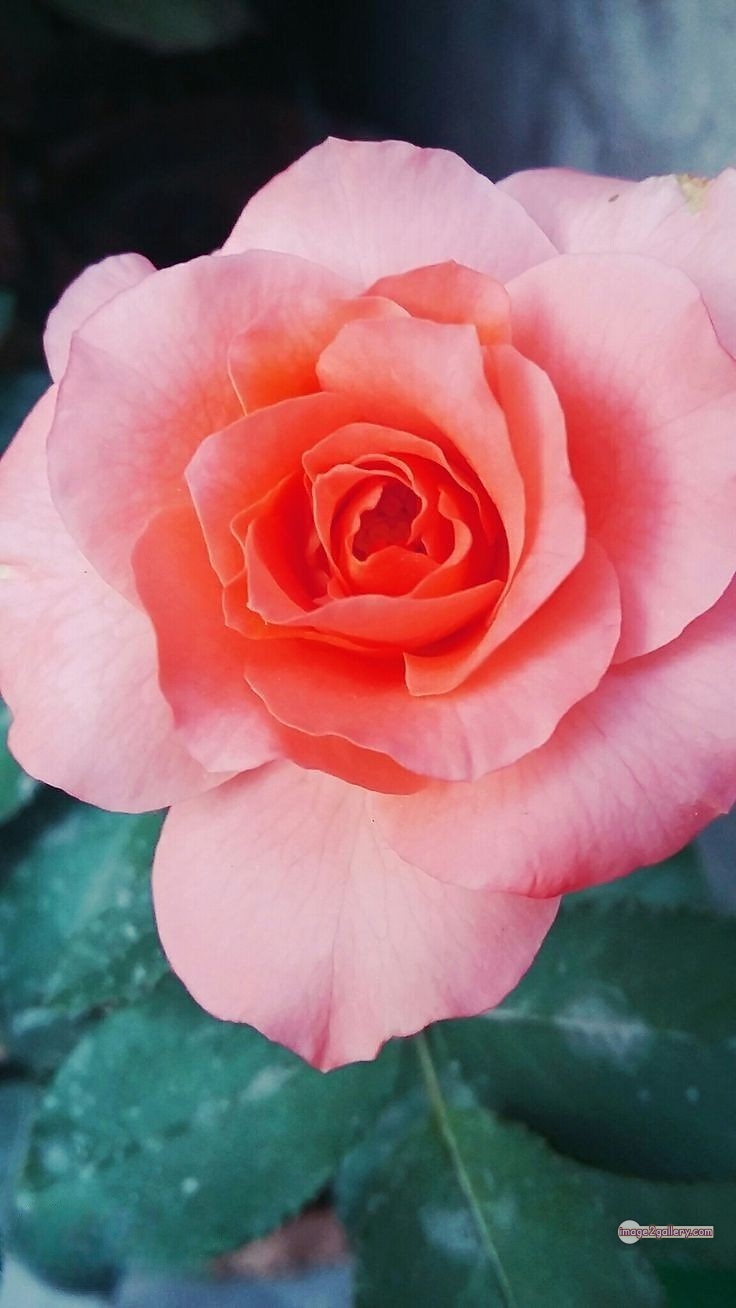 3300+ Beautiful Rose Flowers Image | Rose Flower HD Pic Download | 3127 desert rose -(46)
