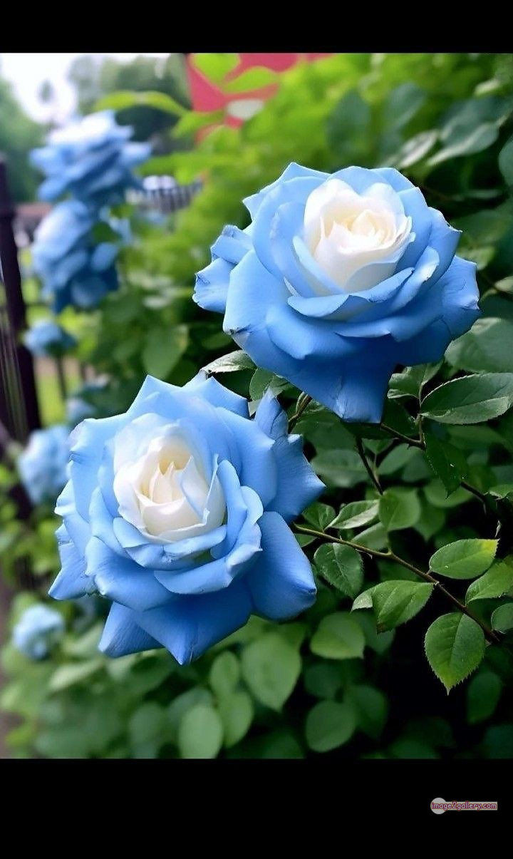 3300+ Beautiful Rose Flowers Image | Rose Flower HD Pic Download | 1382 desert rose -(6)