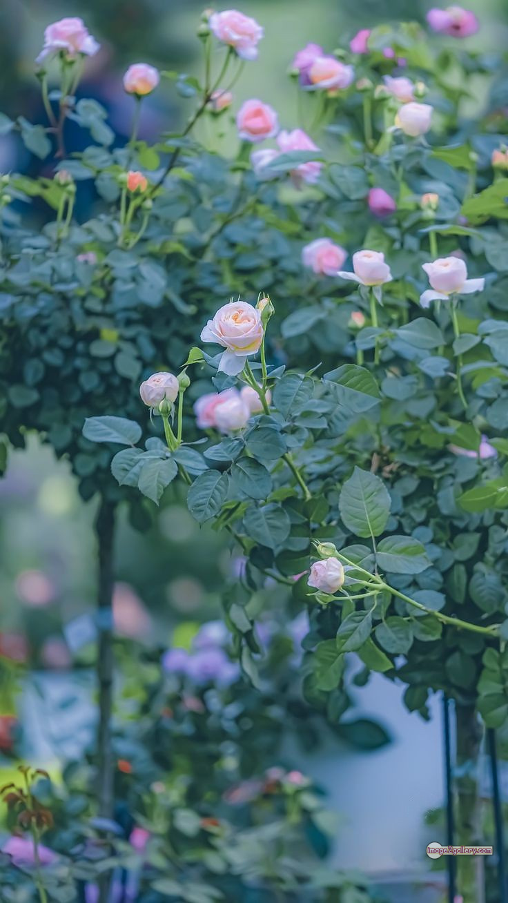 3300+ Beautiful Rose Flowers Image | Rose Flower HD Pic Download | 1625 desert rose -(9)
