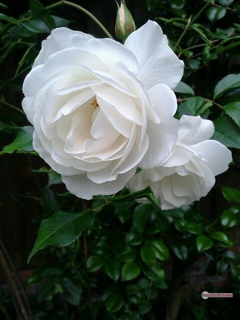 3300+ Beautiful Rose Flowers Image | Rose Flower HD Pic Download | 1760 flower bouquet white roses -