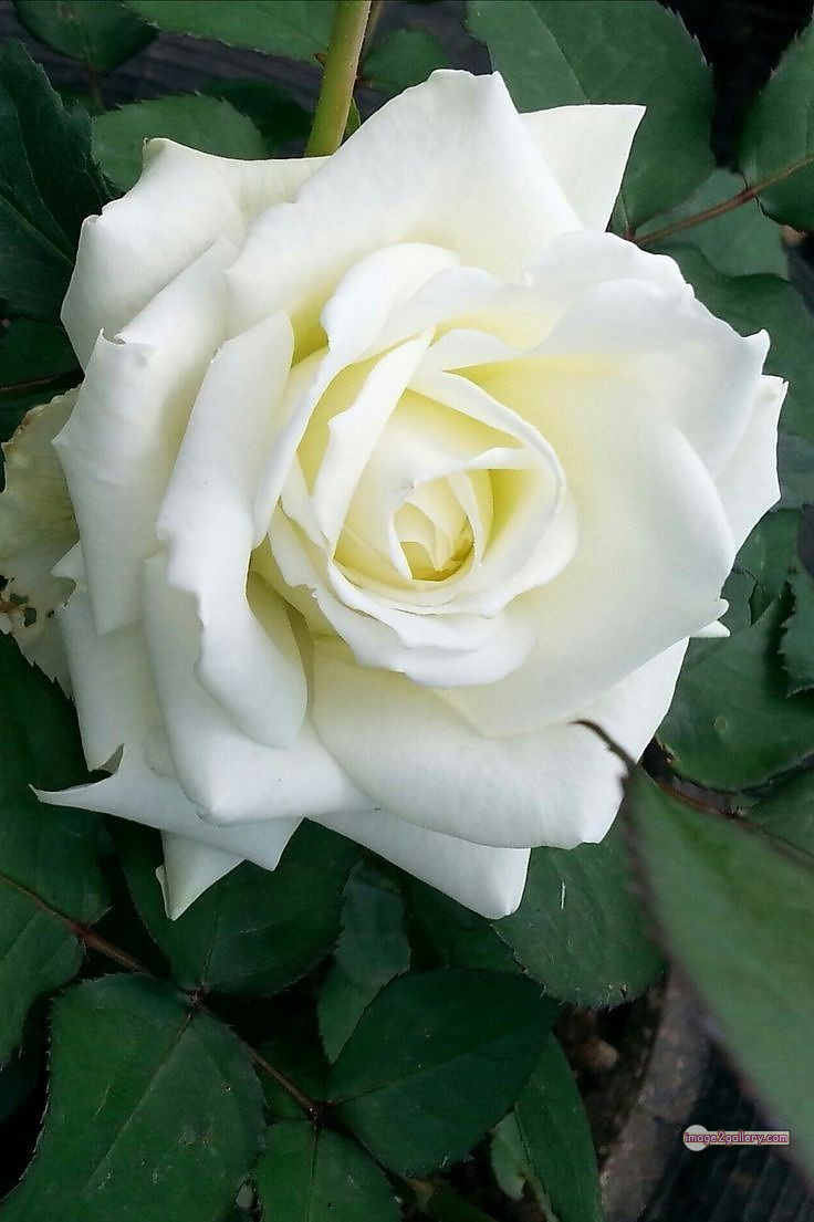 3300+ Beautiful Rose Flowers Image | Rose Flower HD Pic Download | 1182 flower bouquet white roses -(11)