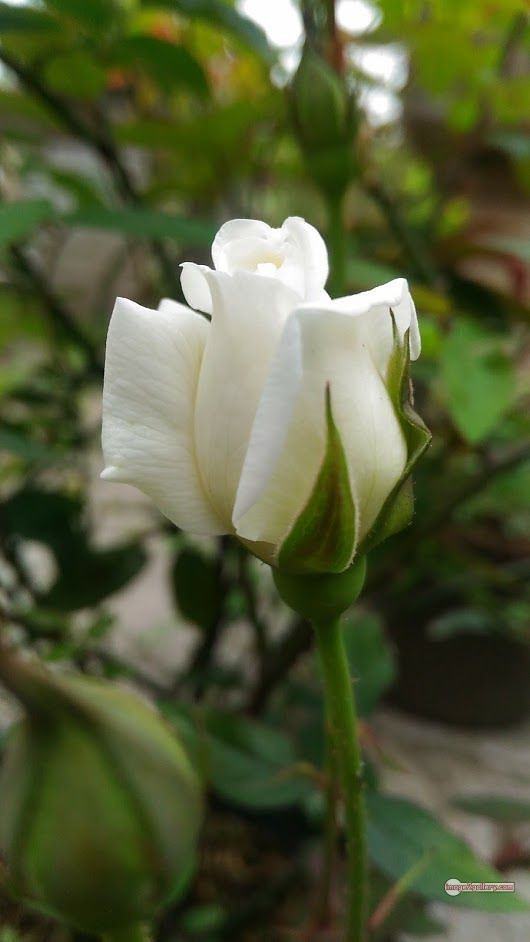 3300+ Beautiful Rose Flowers Image | Rose Flower HD Pic Download | 689 flower bouquet white roses -(13)