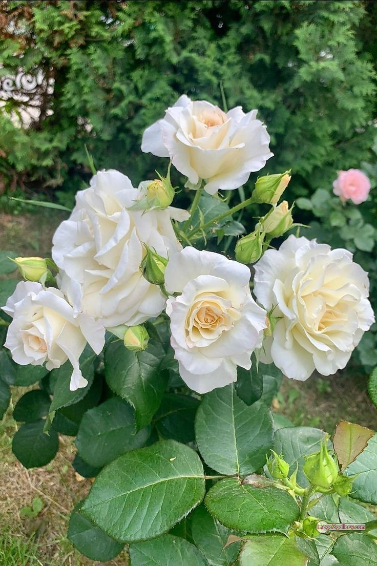 3300+ Beautiful Rose Flowers Image | Rose Flower HD Pic Download | 957 flower bouquet white roses -(2)