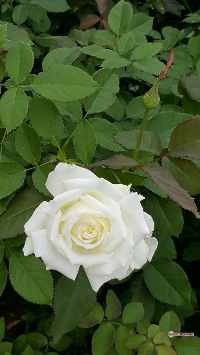 3300+ Beautiful Rose Flowers Image | Rose Flower HD Pic Download | 2954 flower bouquet white roses -(4)