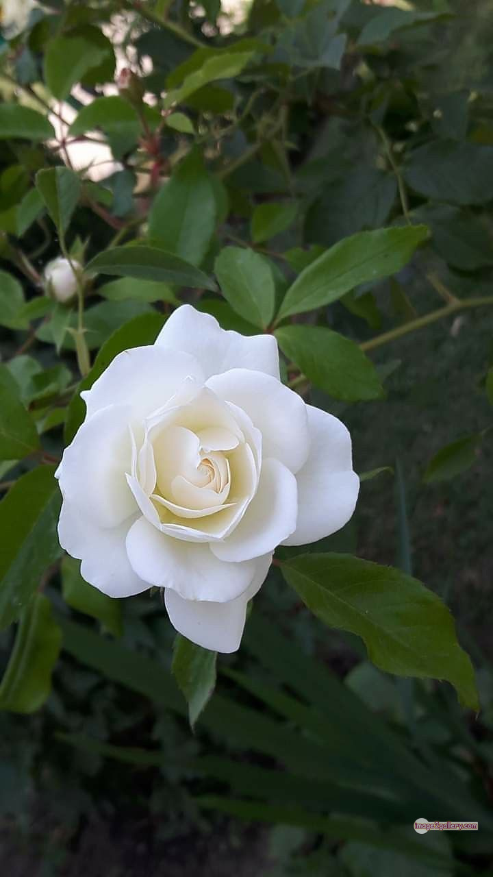 3300+ Beautiful Rose Flowers Image | Rose Flower HD Pic Download | 2857 flower bouquet white roses -(5)