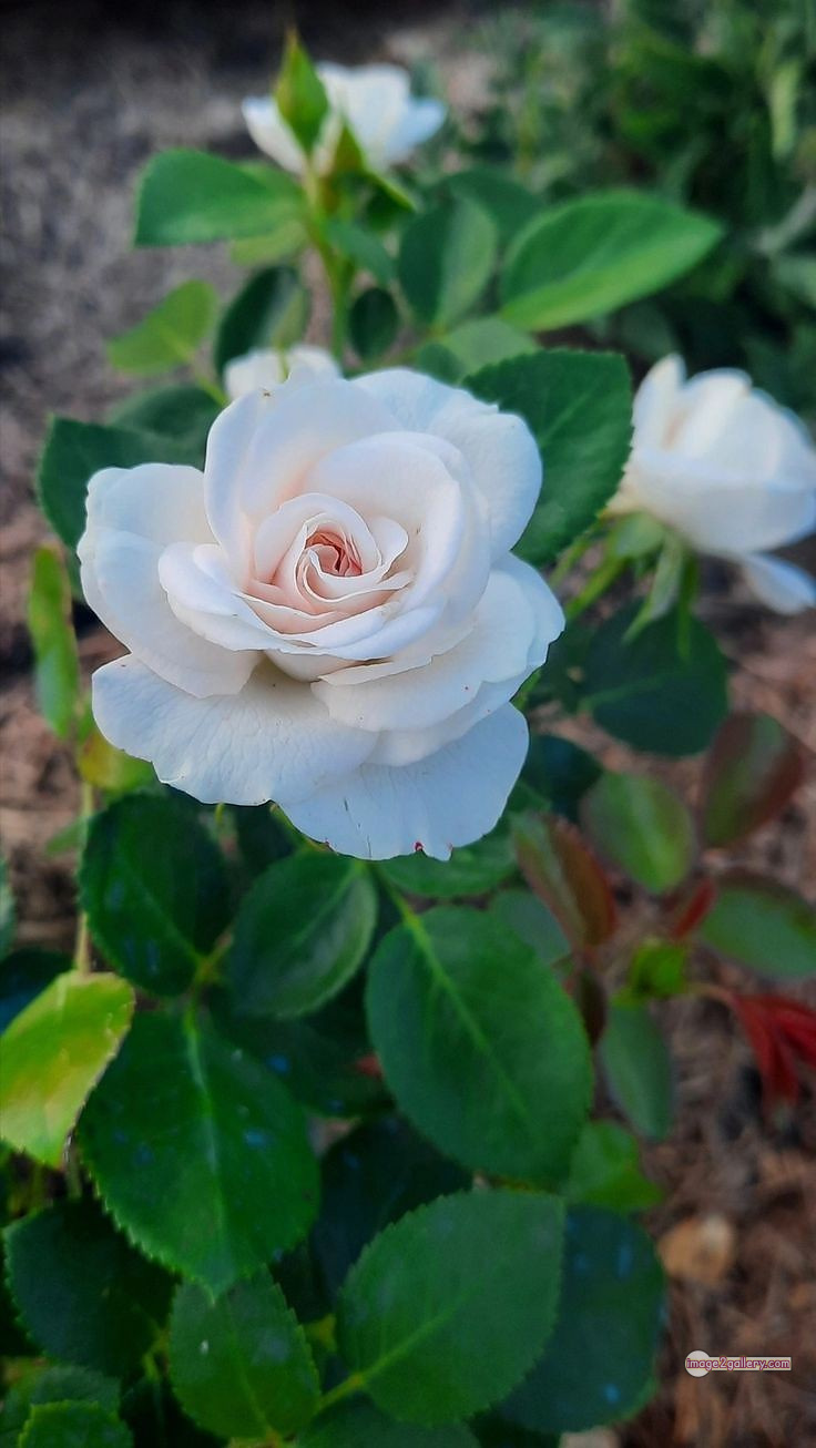 3300+ Beautiful Rose Flowers Image | Rose Flower HD Pic Download | 1183 flower bouquet white roses -(6)