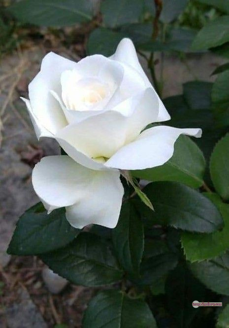 3300+ Beautiful Rose Flowers Image | Rose Flower HD Pic Download | 2952 flower bouquet white roses -(8)
