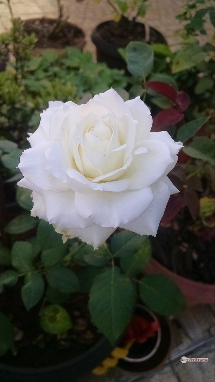 3300+ Beautiful Rose Flowers Image | Rose Flower HD Pic Download | 743 flower bouquet white roses -(9)