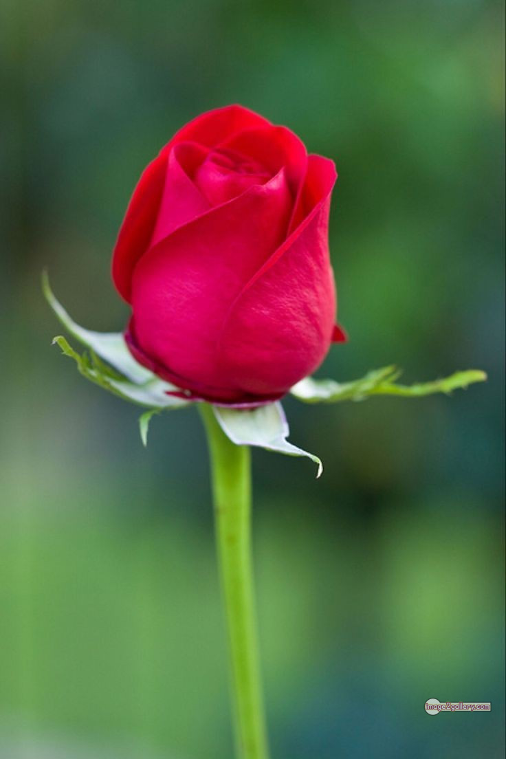 3300+ Beautiful Rose Flowers Image | Rose Flower HD Pic Download | 106 flower red images -(10)