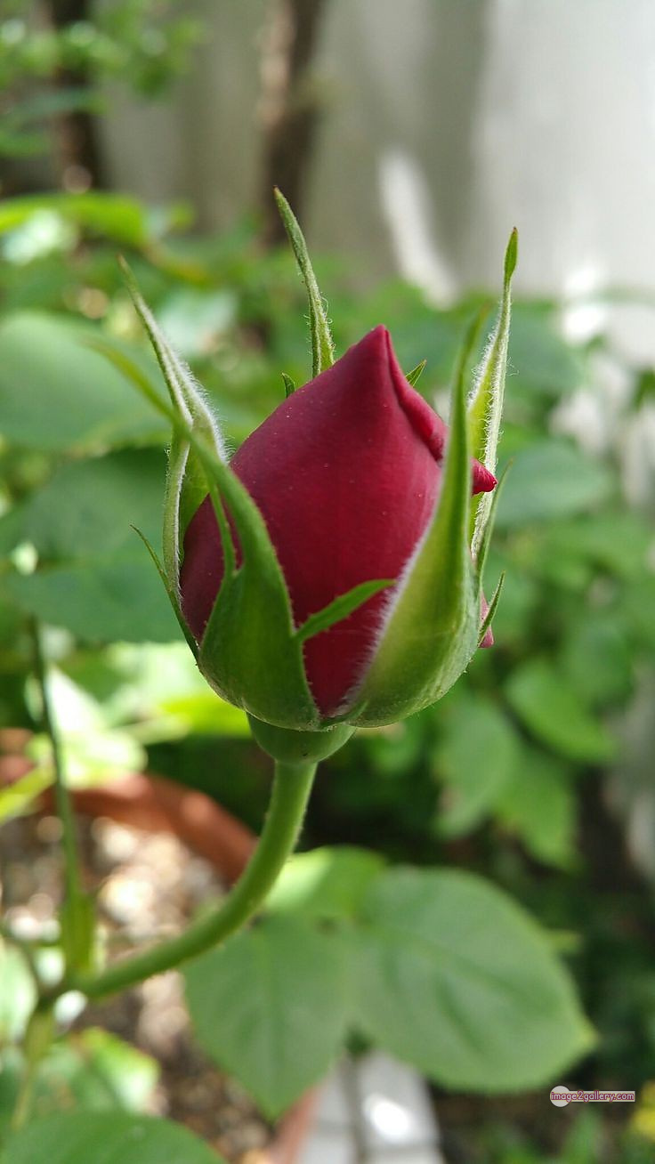 3300+ Beautiful Rose Flowers Image | Rose Flower HD Pic Download | 3011 flower red images -(11)