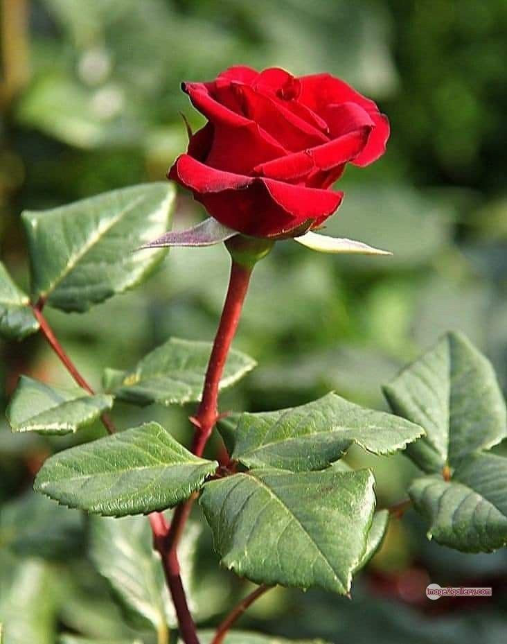 3300+ Beautiful Rose Flowers Image | Rose Flower HD Pic Download | 3009 flower red images -(13)
