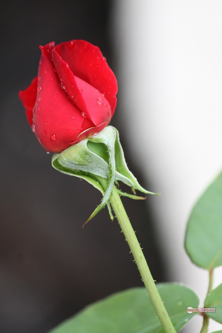 3300+ Beautiful Rose Flowers Image | Rose Flower HD Pic Download | 2833 flower red images -(4)